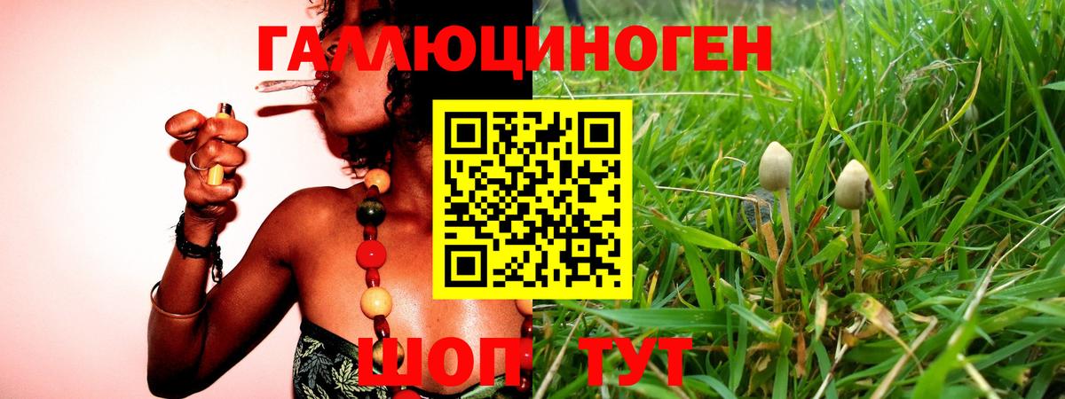 где купить наркоту  Псилоцибиновые грибы прущие грибы  Вход с VPN  Волхов 
